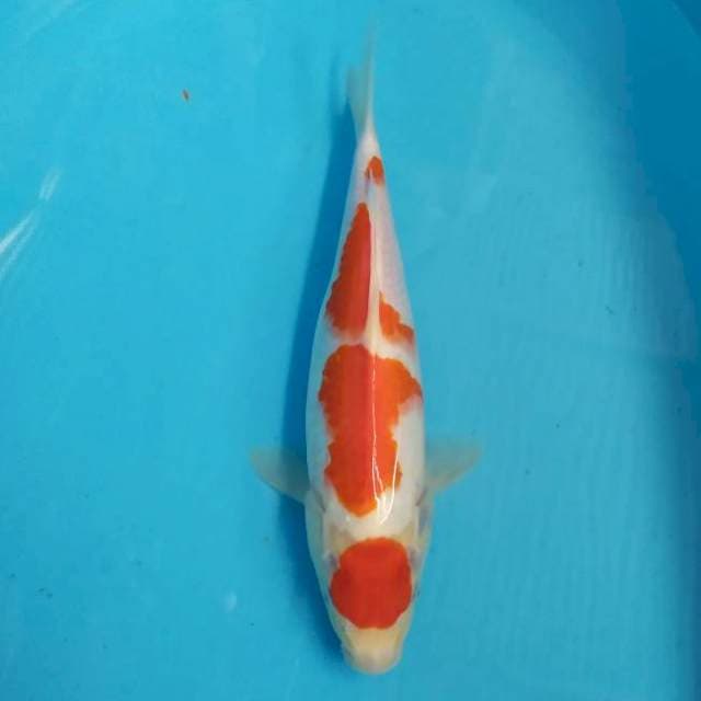 Maruten kohaku 32 cm