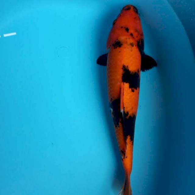 UTSURI MATA SATU