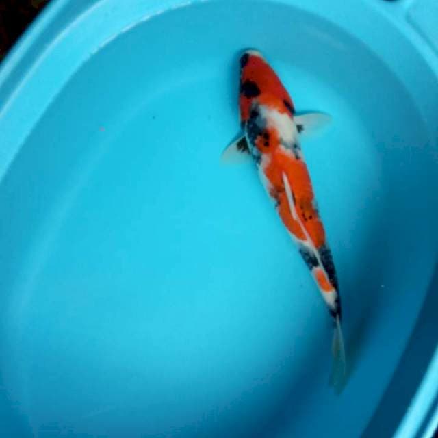 JANTAN SHOWA 36 CM