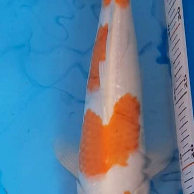 Kohaku F1 (sakai)