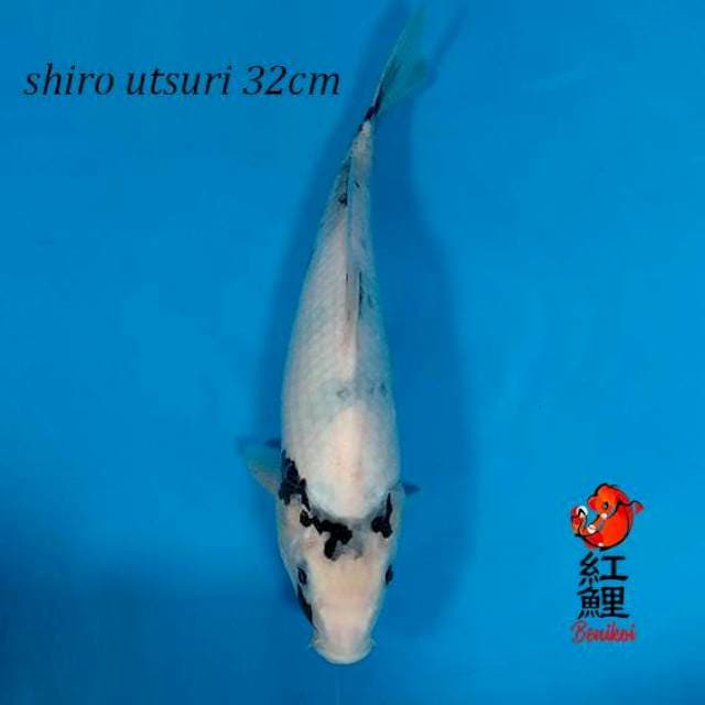 Shiro tategoi 32cm