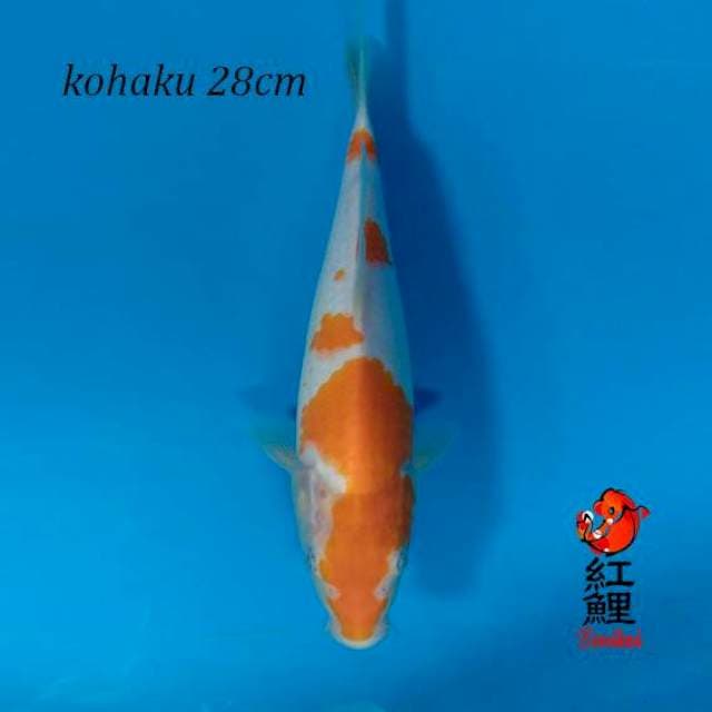 Kohaku 28cm