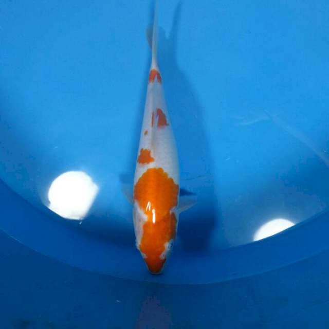 Kohaku 28cm