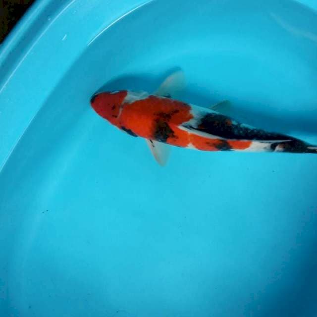 SHOWA 30 CM