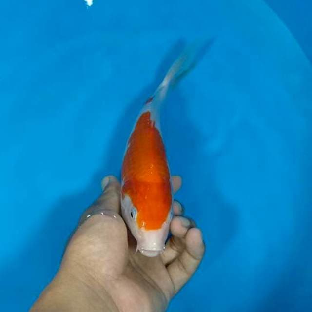 Kohaku 25cm
