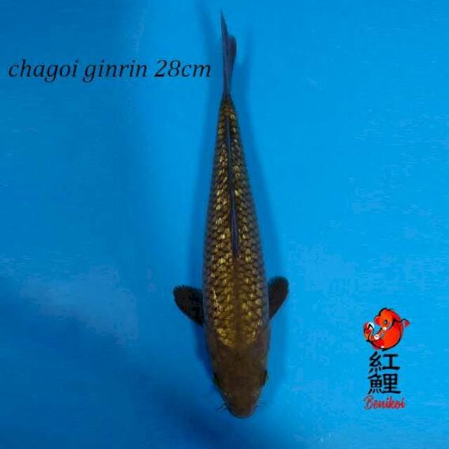 Chagoi ginrin 28cm
