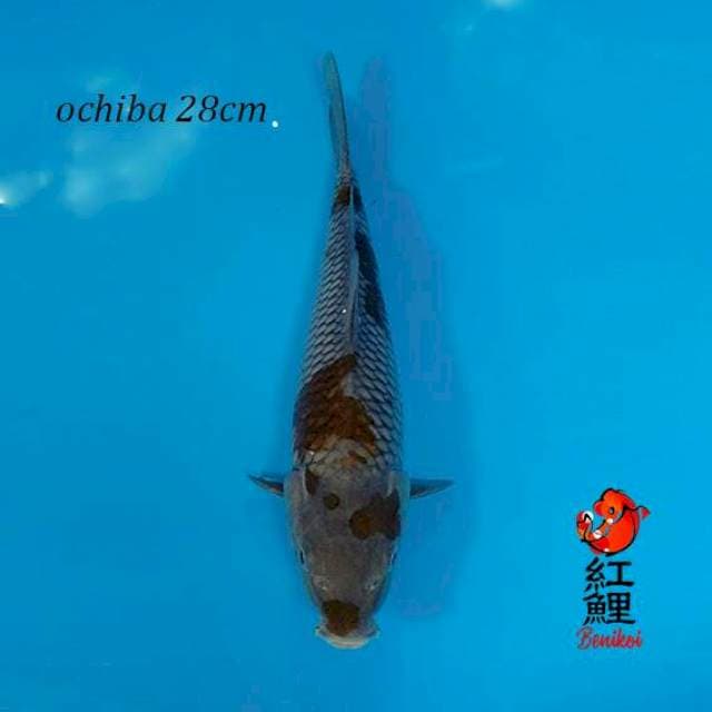 Ochiba shigure 28cm