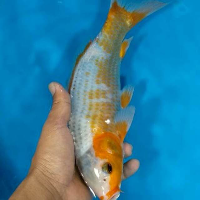 F1 asagi 31cm