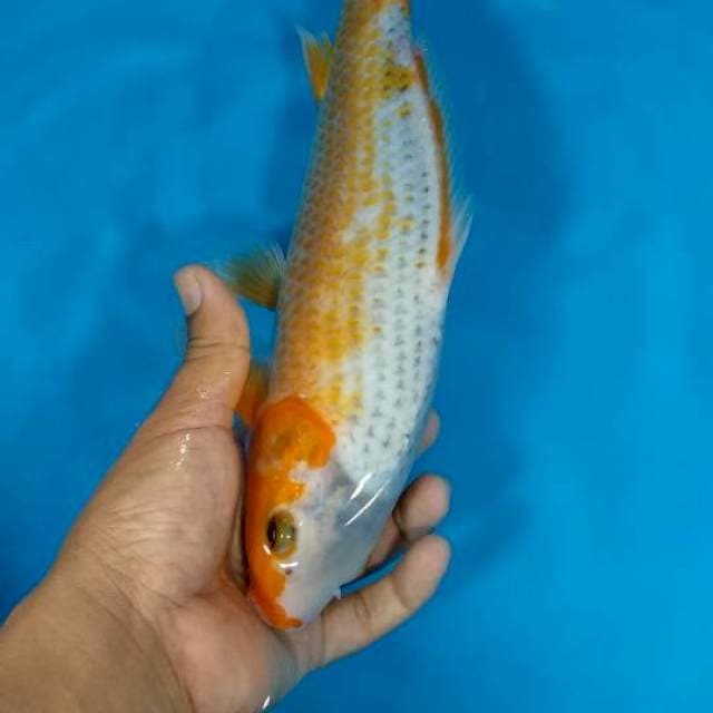 F1 asagi 31cm