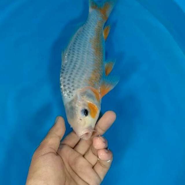 F1 asagi 29cm
