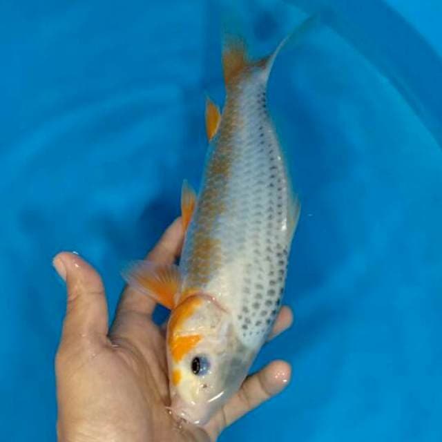 F1 asagi 29cm