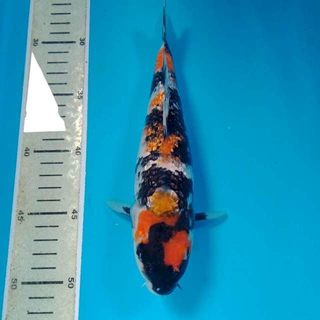 Showa Ginrin 24 cm
