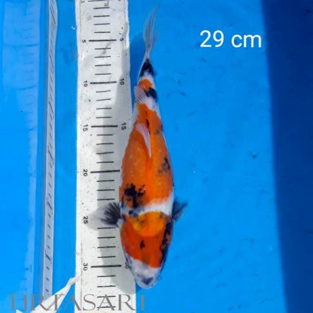 Showa 29 cm