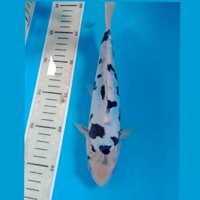Bekko Doit 27 cm