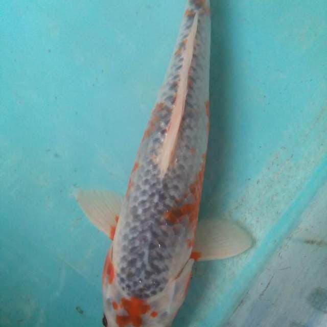 Unik ori 27 cm