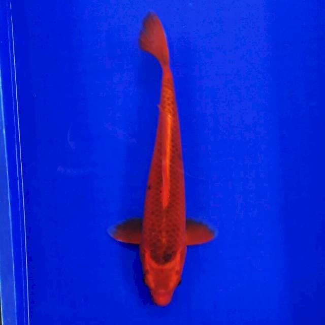 Aka matsuba 35cm male
