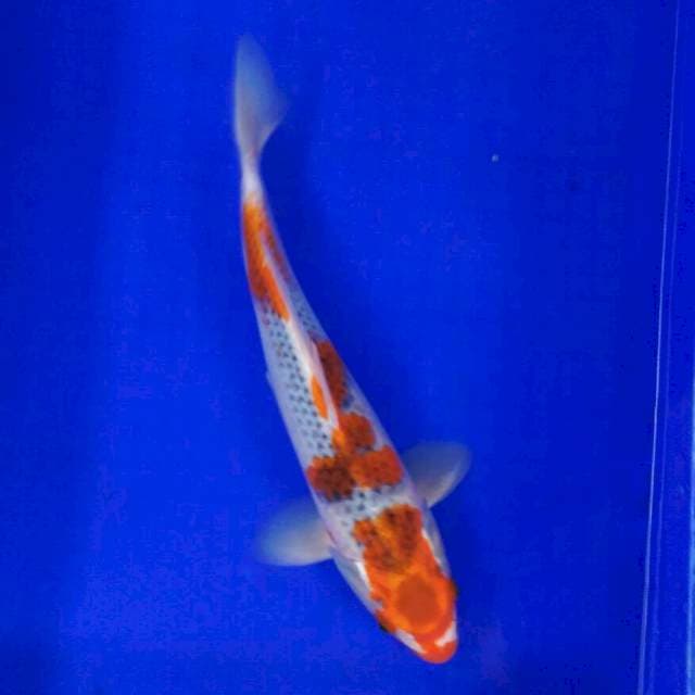 Gosiki 35cm male