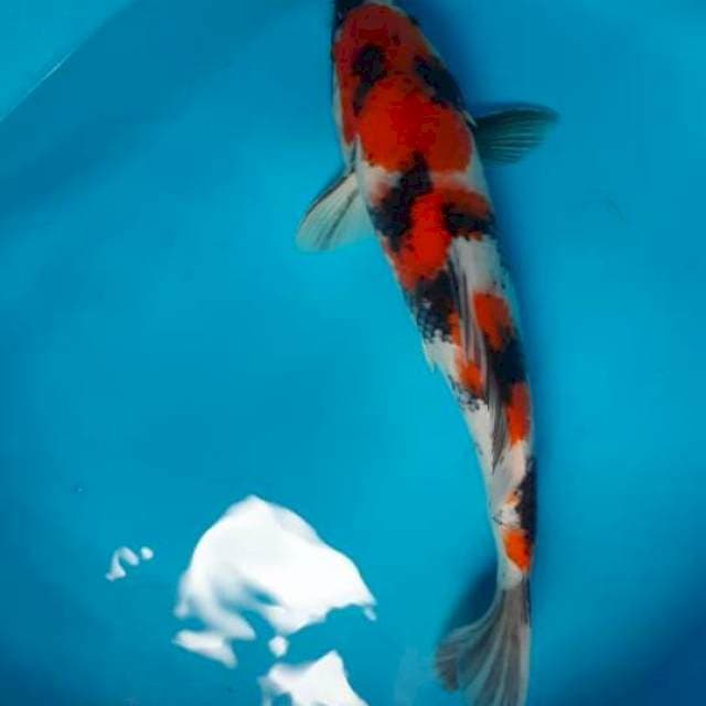 Showa