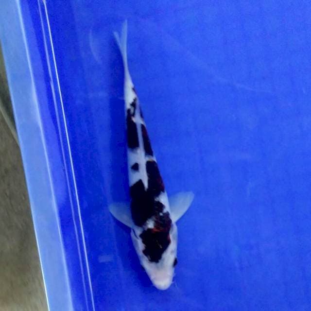 Budho 23cm