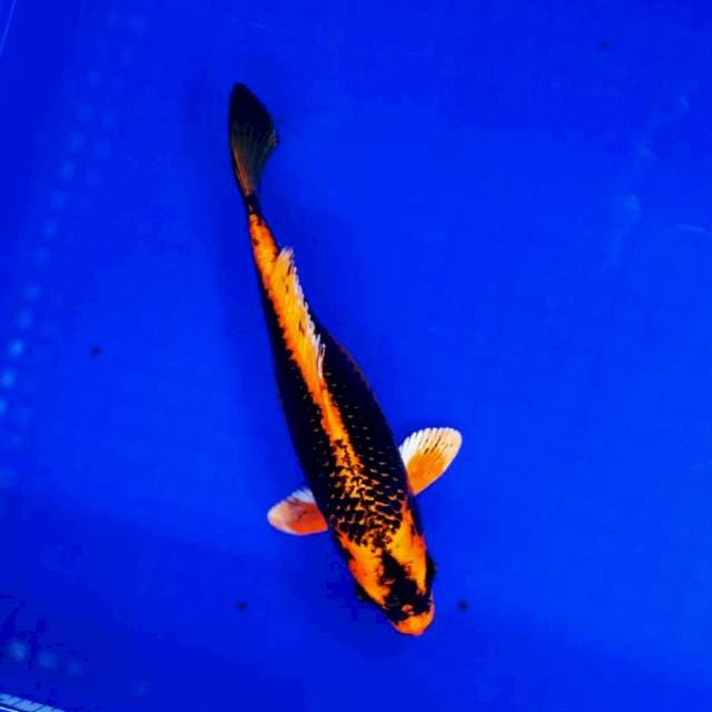 Kabuto 25cm