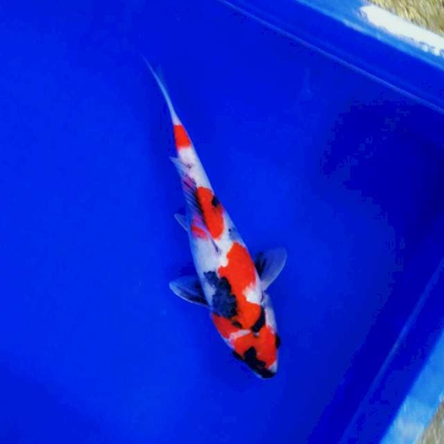 Kindai showa tate 25cm