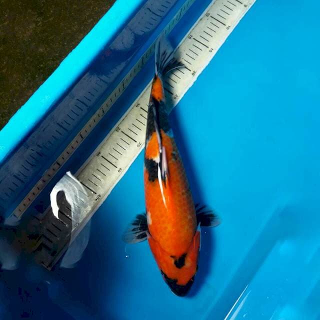 Showa 37cm