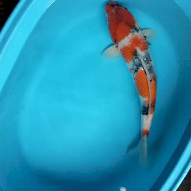 JANTAN 43 CM