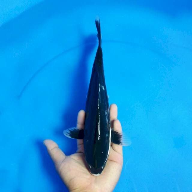 Hajiro 28cm