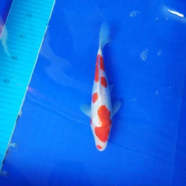 Kohaku doitsu