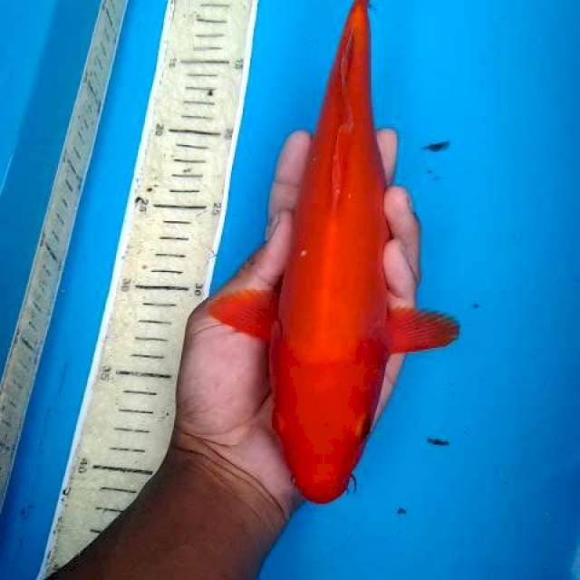 BENIGOI PLUS