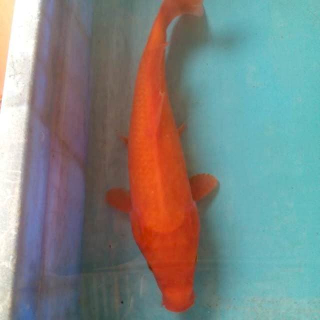 Lumayan benigoi29cm