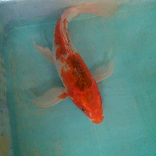 Kumpai1 28cm