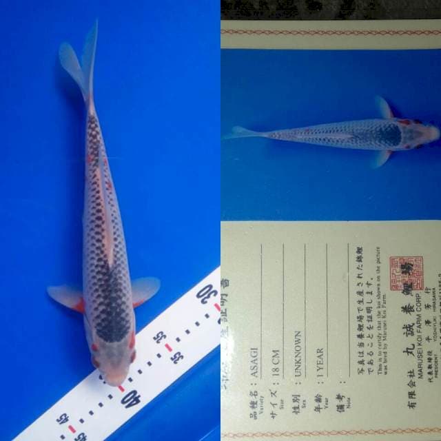 Asagi import marusei