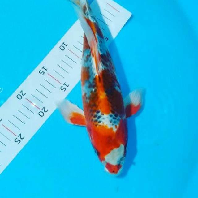 # kumpay 32cm #