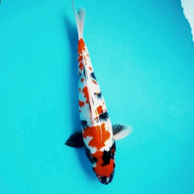 Showa*35cm