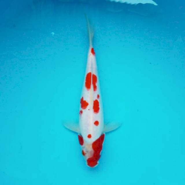 Kohaku sakura *25cm