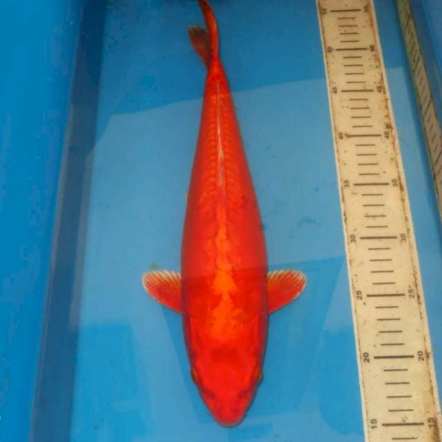 40CM BULKY