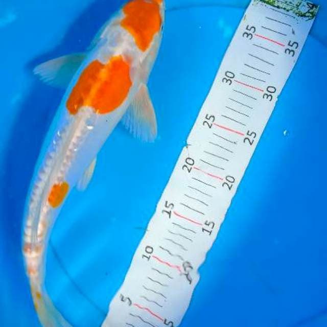 Hariwake 40cm male