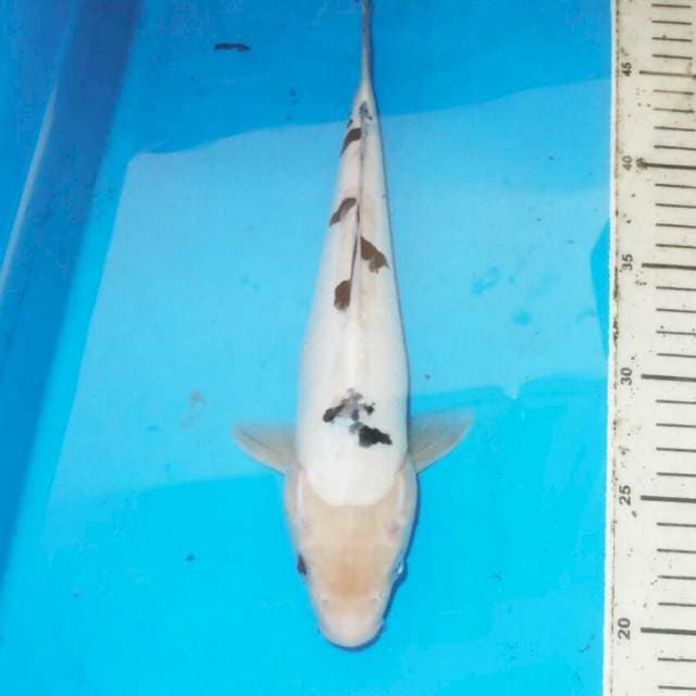 31cm DALMATION BEKKO