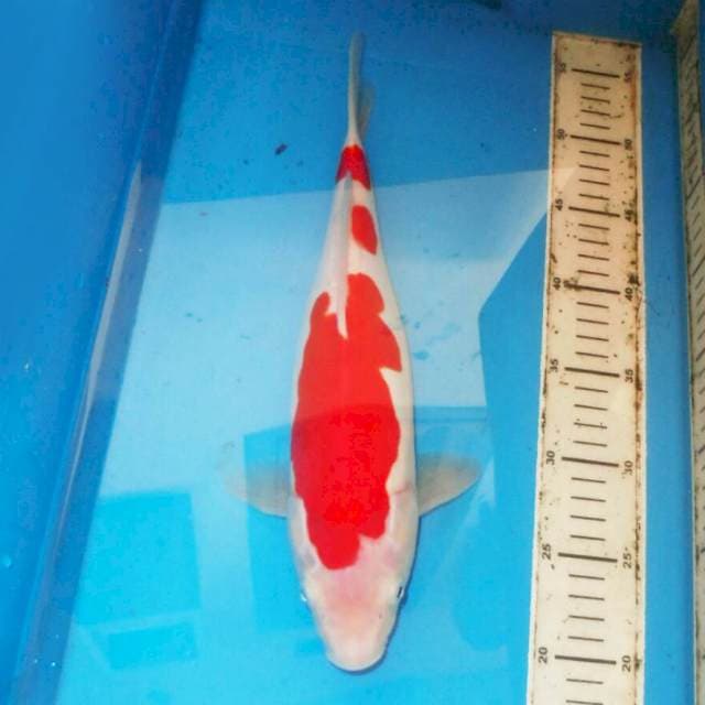 35cm KOHAKU RED DEVIL