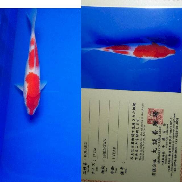 Kohaku import marusei