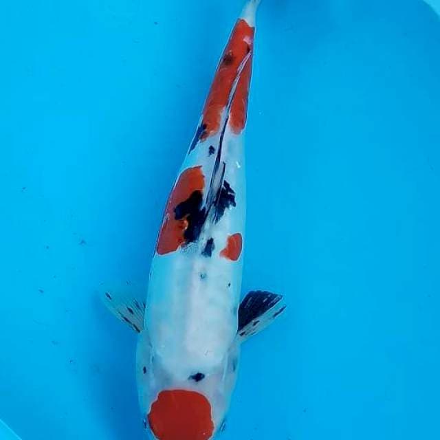 Tancho sanke doit HQ 32cm