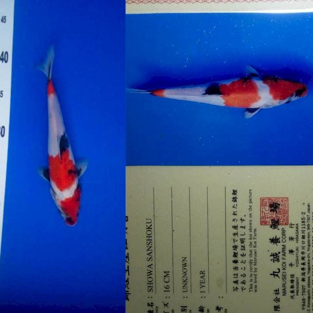 Showa import marusei