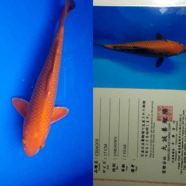 Chagoi import marusei