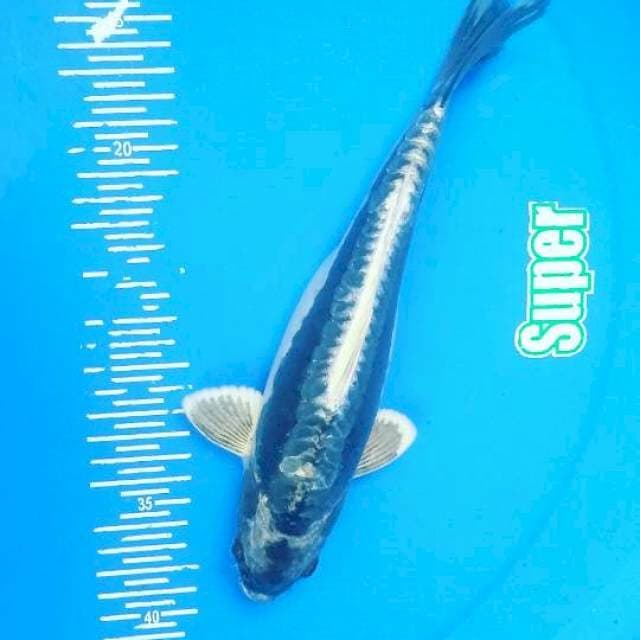 # kabuto 27cm#