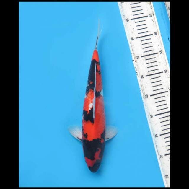 Hi Showa Balance - 34cm Male