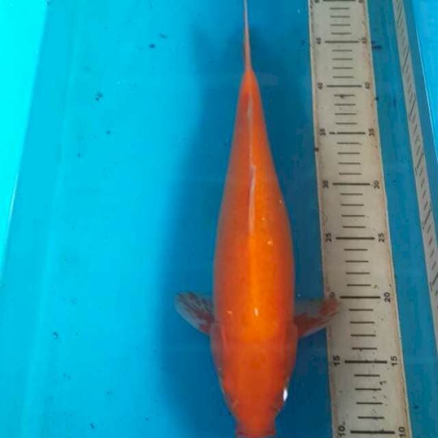 cagoi mata merah 41 cm.
