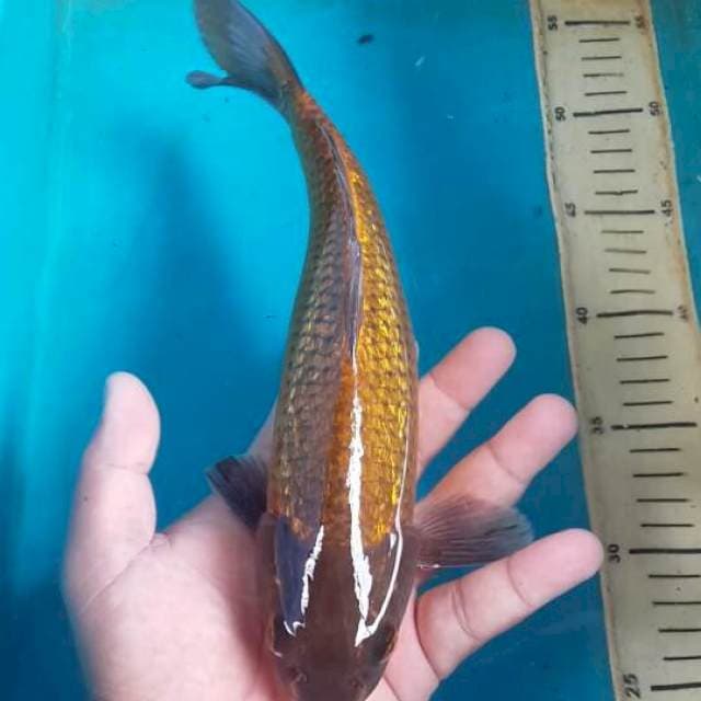 tembaga ginrin 30 cm