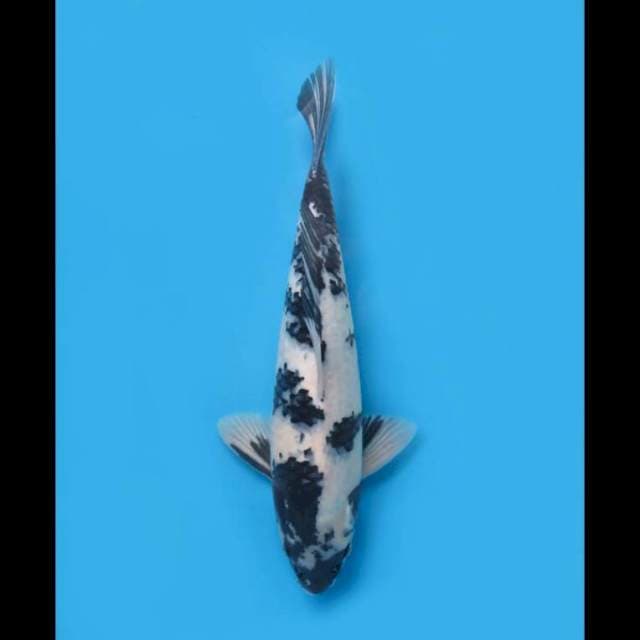 Shiro Utsuri F1 - 38cm Male