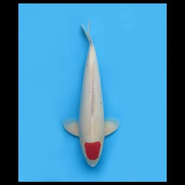 Jumbo Tancho - 50cm Male